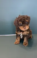 Max, a male Poodle - Toy  for sale in Lakeland, FL – 5 of 5