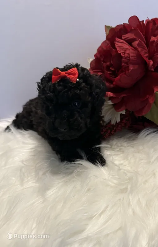 Bella teacup AKC – Poodle - Toy  puppy for sale in Lakeland, FL