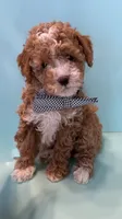 Rocky, a male Poodle - Toy  for sale in Lakeland, FL – 5 of 5