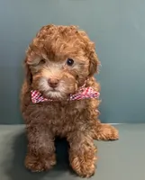 Moose, a male Poodle - Toy  for sale in Lakeland, FL – 3 of 5