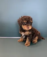 Max, a male Poodle - Toy  for sale in Lakeland, FL – 4 of 5
