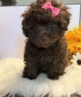 Autumn, a female Poodle - Toy  for sale in Lakeland, FL – 7 of 7
