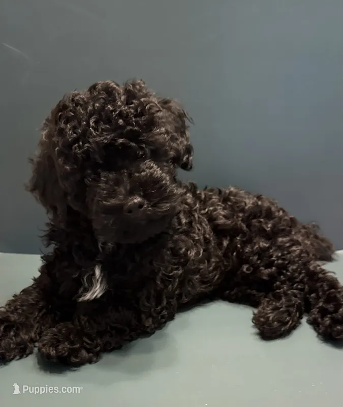 Bear – Poodle - Toy  puppy for sale in Lakeland, FL