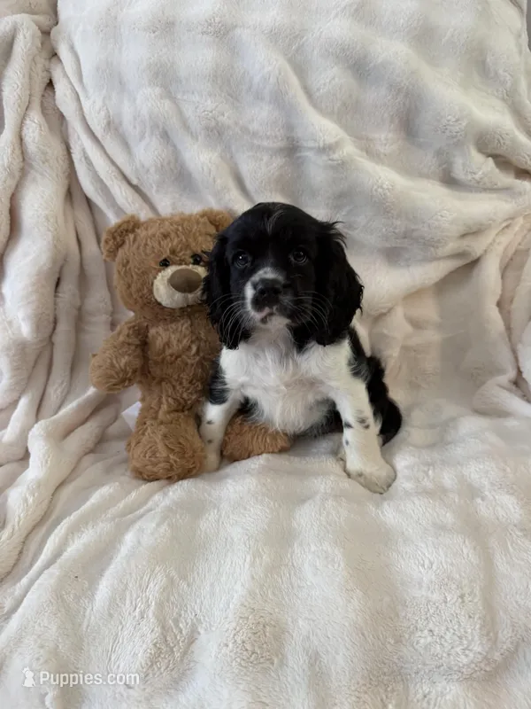 Chunk – Cocker Spaniel, Cavalier King Charles Spaniel puppy for sale in Lakeland, FL