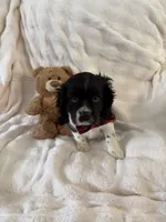 Chunk, a male Cocker Spaniel and Cavalier King Charles Spaniel for sale in Lakeland, FL – Photo 2 of 5