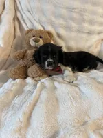 Chunk, a male Cocker Spaniel and Cavalier King Charles Spaniel for sale in Lakeland, FL – Photo 5 of 5