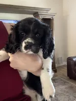 Chunk, a male Cocker Spaniel and Cavalier King Charles Spaniel for sale in Lakeland, FL – Photo 3 of 5