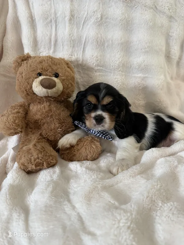 Buster – Cockalier puppy for sale in Lakeland, FL