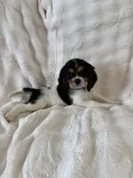 Buster, a male Cockalier for sale in Lakeland, FL – Photo 4 of 5