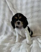 Buster, a male Cockalier for sale in Lakeland, FL – Photo 3 of 5