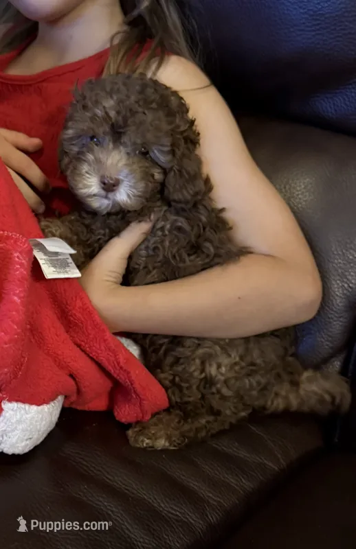 Moose – Poodle - Toy  puppy for sale in Lakeland, FL