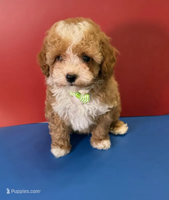 Hardy Teacup, a male Poodle - Toy  for sale in Lakeland, FL – Photo 1 of 5
