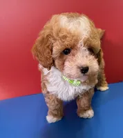 Hardy Teacup, a male Poodle - Toy  for sale in Lakeland, FL – Photo 2 of 5