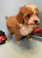 Hardy Teacup, a male Poodle - Toy  for sale in Lakeland, FL – Photo 4 of 5