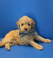 Biscuit, a male Poodle - Toy  for sale in Lakeland, FL – 3 of 5