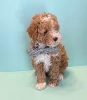 Rocky, a male Poodle - Toy  for sale in Lakeland, FL – 4 of 5