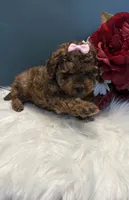Ruth teacup AKC, a female Poodle - Toy  for sale in Lakeland, FL – 3 of 3