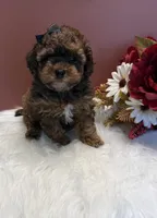 Molly teacup AKC, a female Poodle - Toy  for sale in Lakeland, FL – 2 of 3