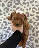 June, a female Poodle - Toy  for sale in Lakeland, FL – 2 of 2