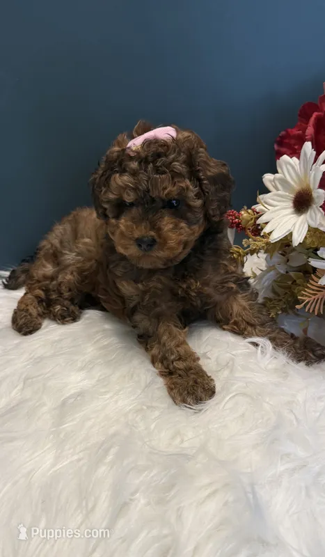 Ruth teacup AKC – Poodle - Toy  puppy for sale in Lakeland, FL