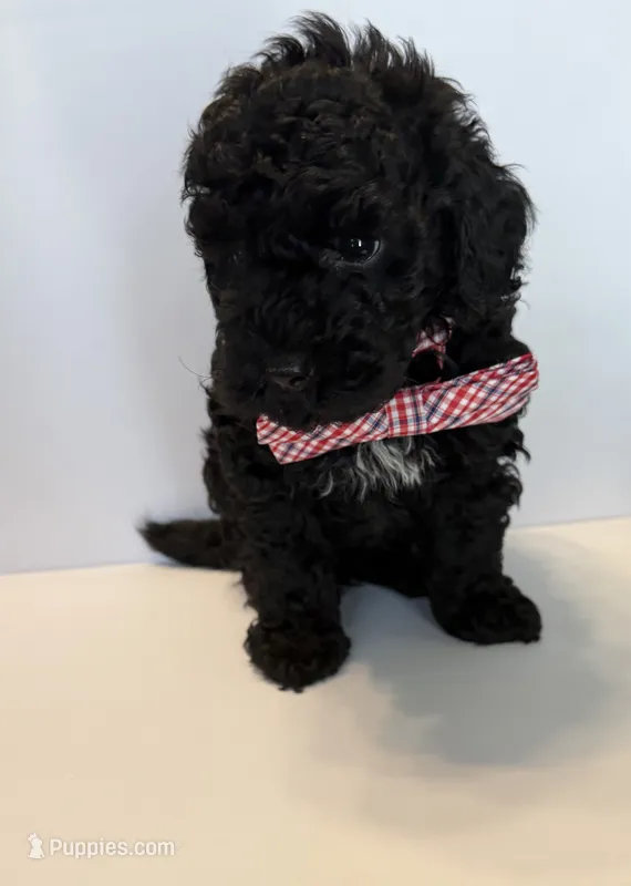 Bear – Poodle - Toy  puppy for sale in Lakeland, FL