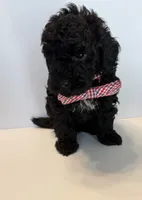 Bear, a male Poodle - Toy  for sale in Lakeland, FL – 1 of 3