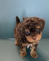 Max, a male Poodle - Toy  for sale in Lakeland, FL – 2 of 5