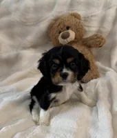 Mr. Grump, a male Cocker Spaniel and Cavalier King Charles Spaniel for sale in Lakeland, FL – Photo 1 of 3