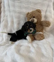 Mr. Grump, a male Cocker Spaniel and Cavalier King Charles Spaniel for sale in Lakeland, FL – Photo 2 of 3