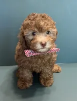 Moose, a male Poodle - Toy  for sale in Lakeland, FL – 5 of 5