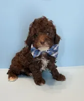 Chip, a male Poodle - Toy  for sale in Lakeland, FL – 2 of 3