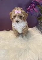 Oakley, a female Poodle - Toy  for sale in Lakeland, FL – 5 of 6