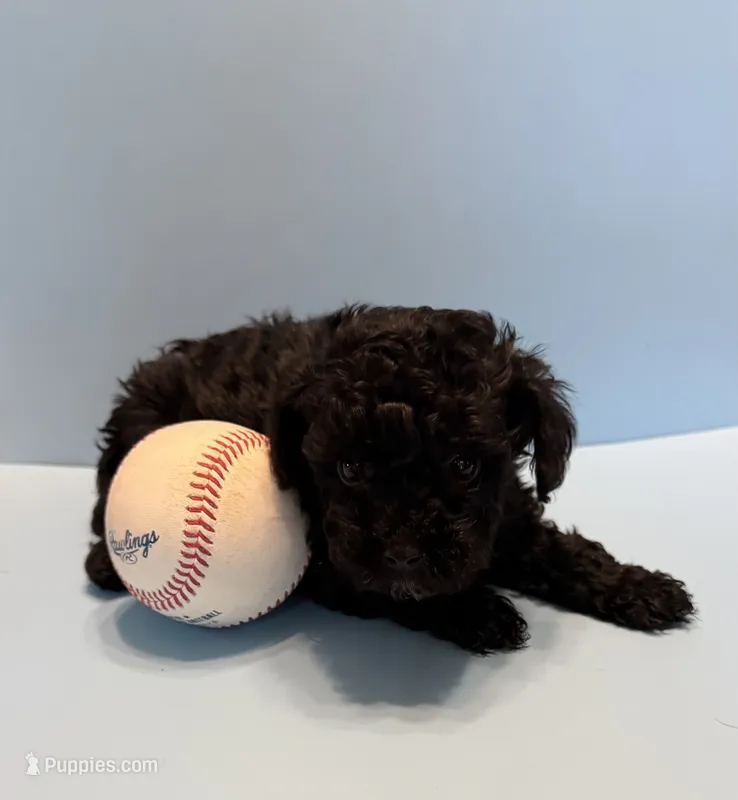 Buddy teacup AKC – Poodle - Toy  puppy for sale in Lakeland, FL
