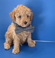 Biscuit, a male Poodle - Toy  for sale in Lakeland, FL – 1 of 6