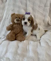 Darla, a female Cockalier for sale in Lakeland, FL – Photo 4 of 4