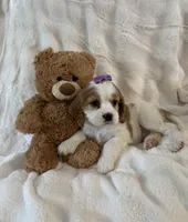 Darla, a female Cockalier for sale in Lakeland, FL – Photo 3 of 4