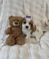 Darla, a female Cockalier for sale in Lakeland, FL – Photo 2 of 4