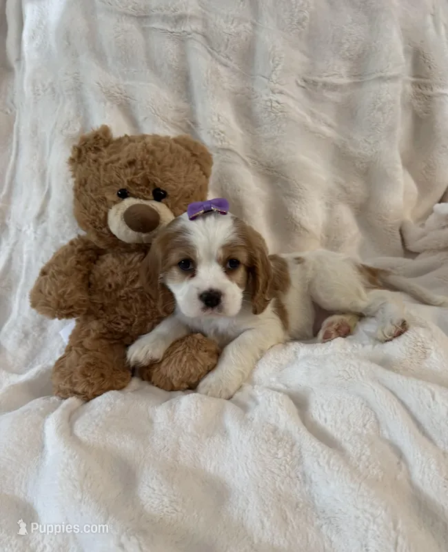 Darla – Cockalier puppy for sale in Lakeland, FL