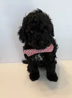 Bear, a male Poodle - Toy  for sale in Lakeland, FL – 2 of 3