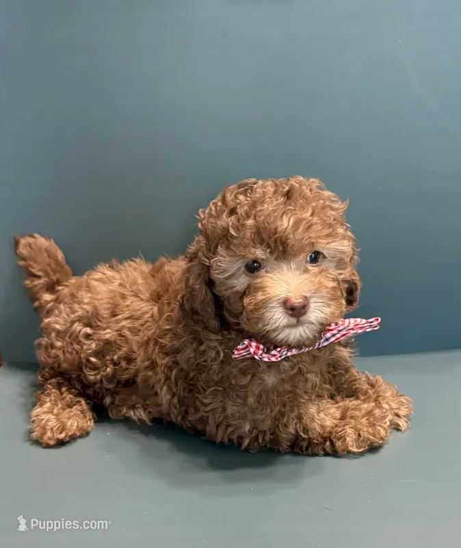 Moose – Poodle - Toy  puppy for sale in Lakeland, FL