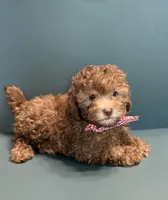 Moose, a male Poodle - Toy  for sale in Lakeland, FL – 1 of 5