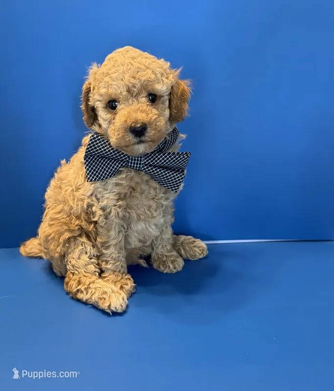 Biscuit – Poodle - Toy  puppy for sale in Lakeland, FL