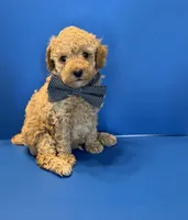 Biscuit, a male Poodle - Toy  for sale in Lakeland, FL – 4 of 5