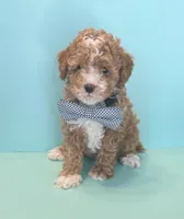 Rocky, a male Poodle - Toy  for sale in Lakeland, FL – 3 of 5
