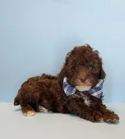 Chip, a male Poodle - Toy  for sale in Lakeland, FL – 3 of 3
