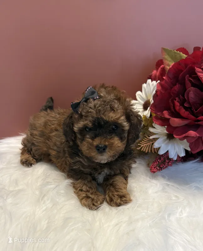 Molly teacup AKC – Poodle - Toy  puppy for sale in Lakeland, FL