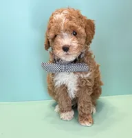 Rocky, a male Poodle - Toy  for sale in Lakeland, FL – 2 of 5