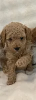 Biscuit, a male Poodle - Toy  for sale in Lakeland, FL – 2 of 5