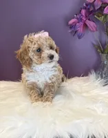 Oakley, a female Poodle - Toy  for sale in Lakeland, FL – 2 of 6