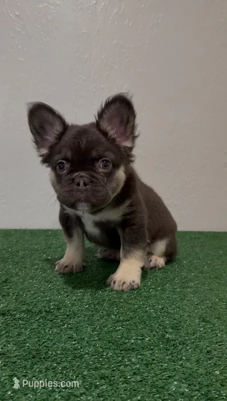 Tootie Roll – French Bulldog puppy for sale in Fairborn, OH